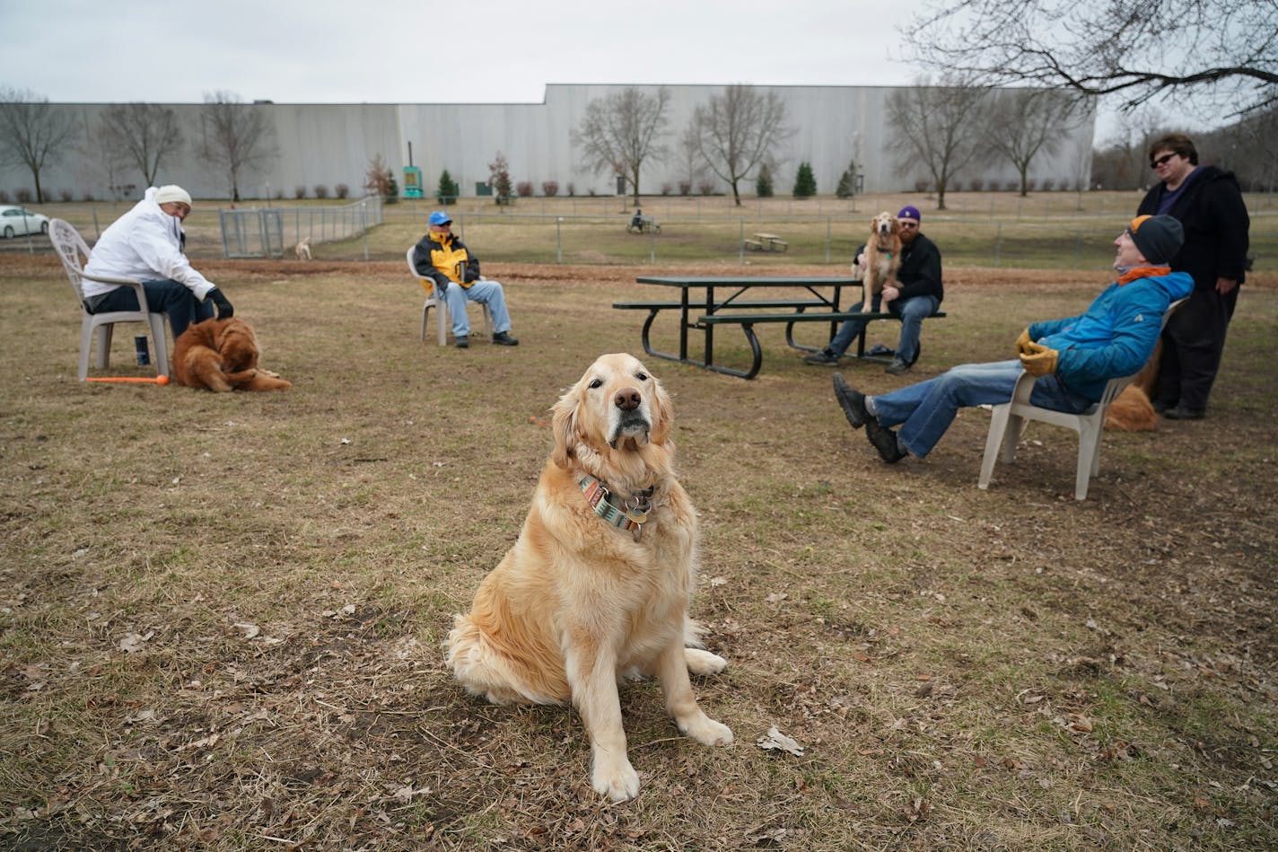 A group of golden retriever owners meets daily at the Bloomington off-leash dog park. The men typically sit on the picnic bench and chat while the dogs play, but with social distancing now required, they are careful to sit more than 6 feet apart. From left, Doug Nachbar, Jerry Stahl, Josh Sheehan, Joan Loftus and Brian Foy. In the center is Nikki, the eight-and-a-half year old golden whose caregiver is Nachbar.