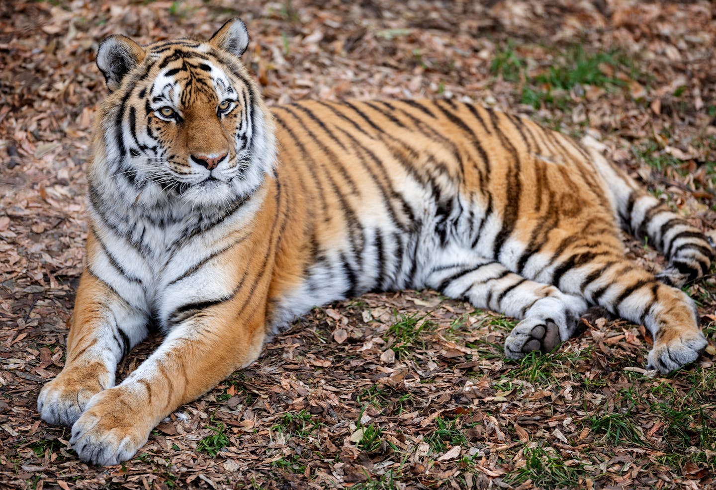 Como Zoo seeking $22 million in state bonding for new Big Cat Habitat