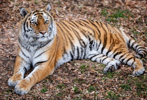 Tsar in the tiger enclosure Tuesday, November 21, 2023, at The Como Zoo in St. Paul, Minn. ] CARLOS GONZALEZ • carlos.gonzalez@startribune.com