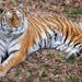 Tsar in the tiger enclosure Tuesday, November 21, 2023, at The Como Zoo in St. Paul, Minn. ] CARLOS GONZALEZ • carlos.gonzalez@startribune.com