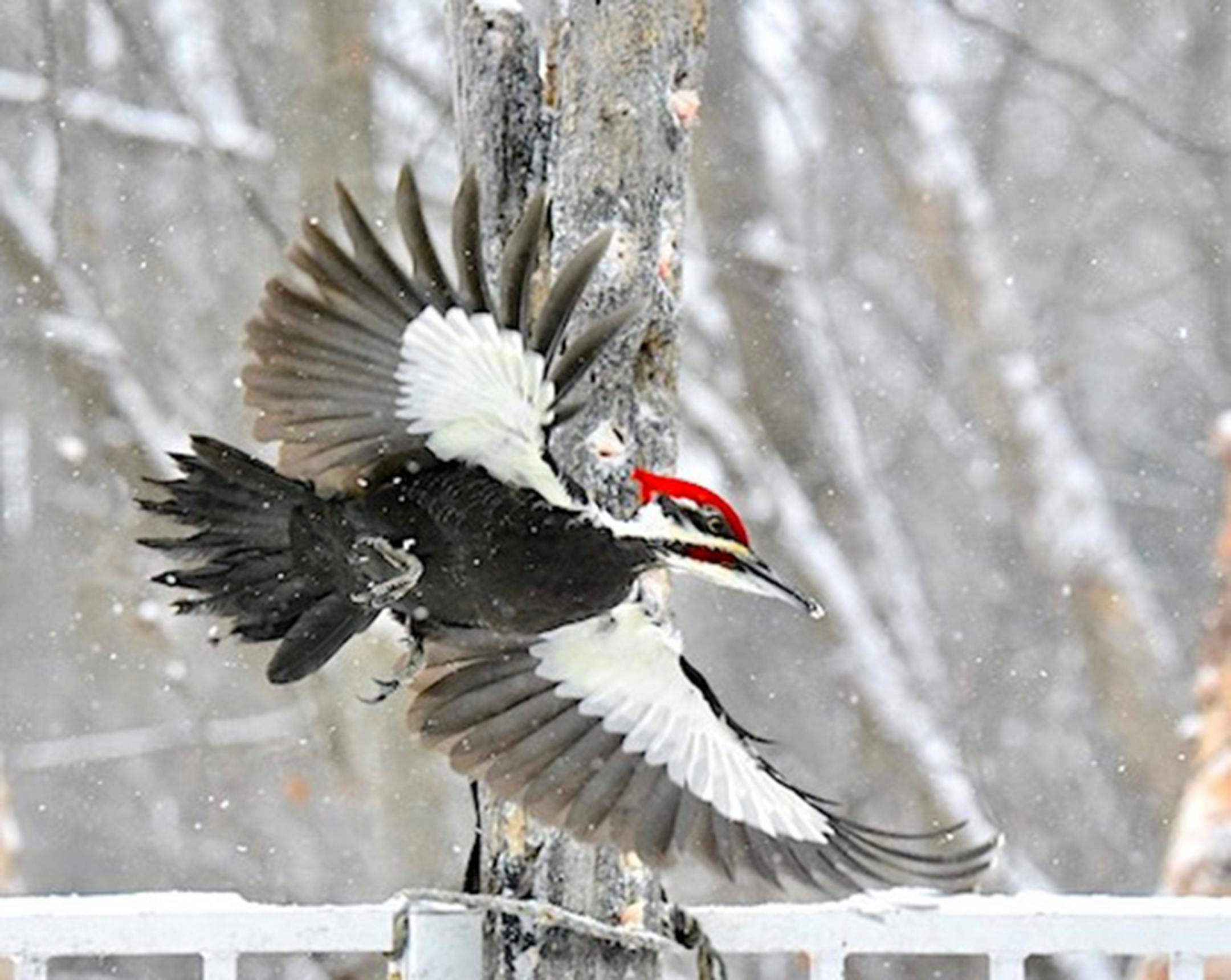 Pileated woodpeckers are crow-sized, woodland birds. Jim Williams photo