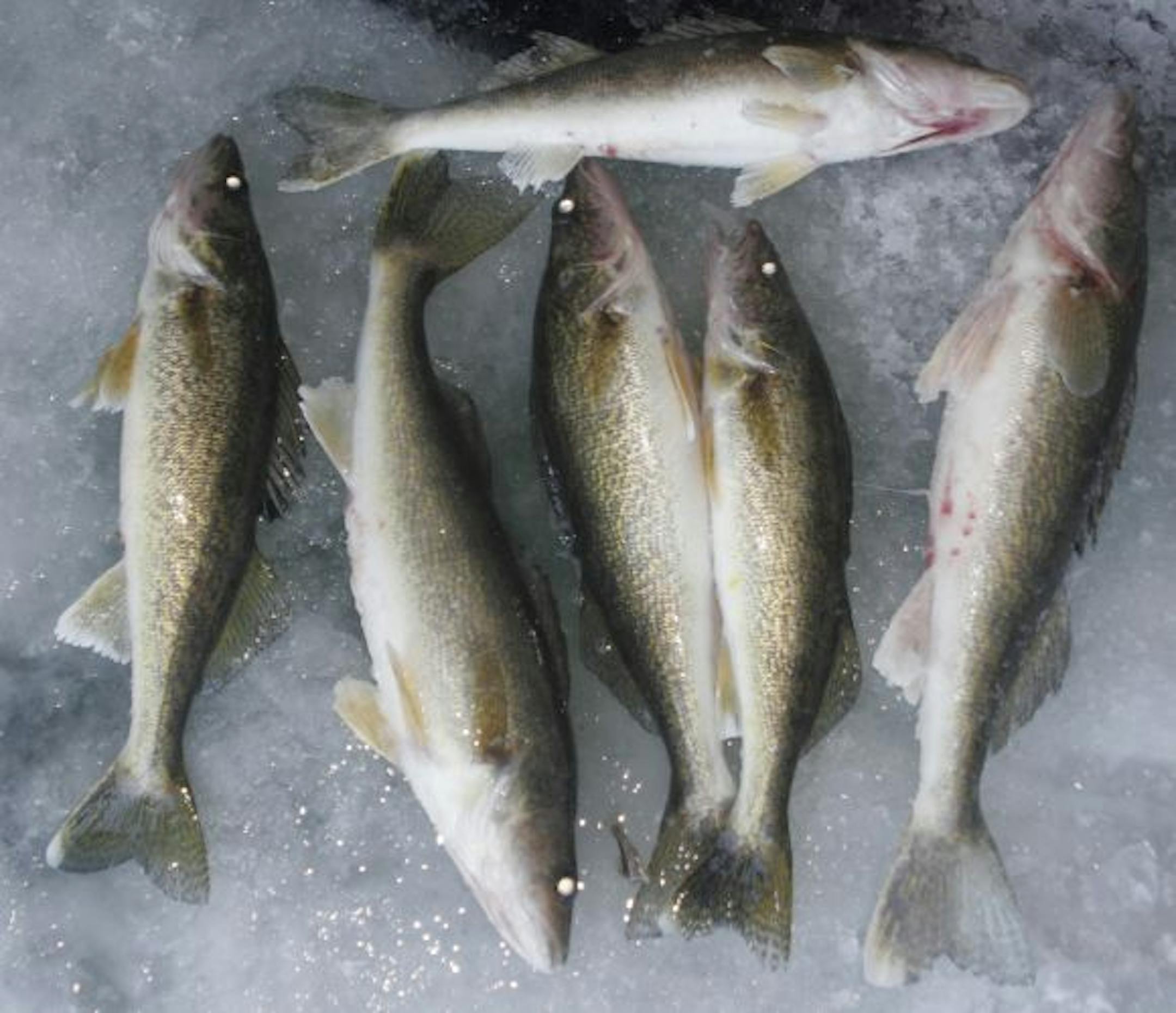 While Tony Roach and crew were forced to throw back many walleyes they caught because of the protected slot limit on the lake, these were keeper-sized walleyes.