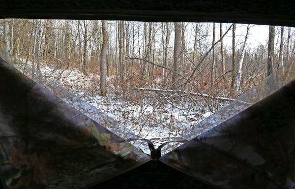 The view from a ground blind: A hunter can't see far, but the mobility of a ground blind allows placement in strategic places. Safety is important: Bl