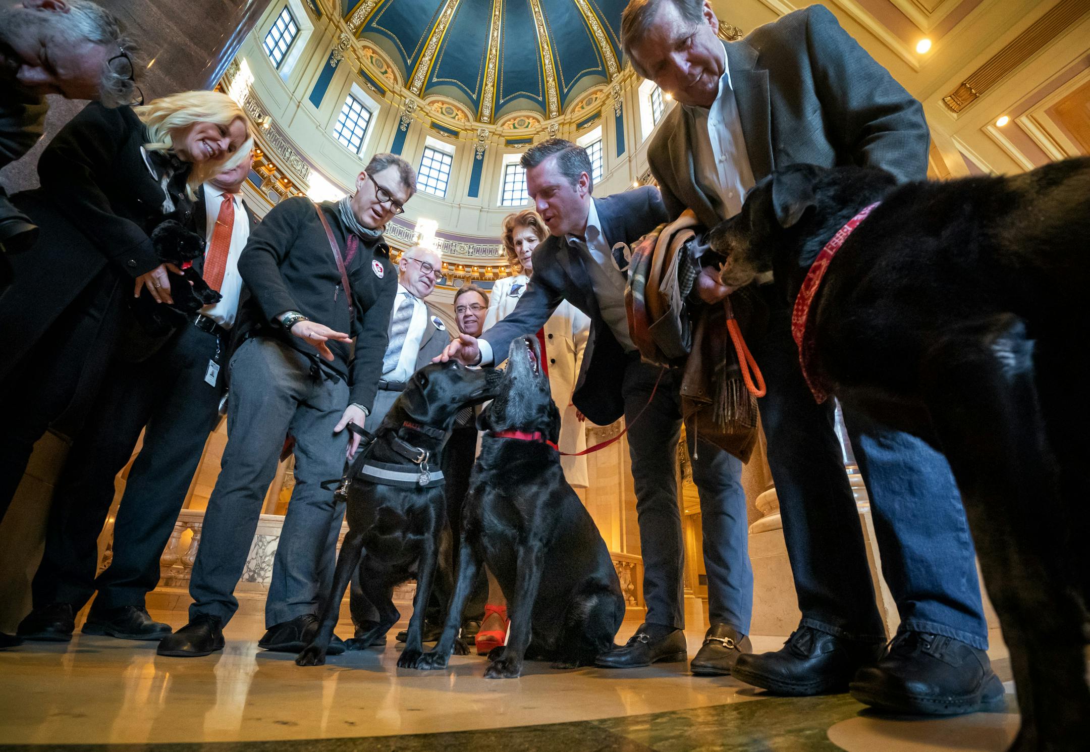Tom Coleman of Pawsitivity Service Dogs held Daniel; Minority Leader Kurt Daudt, R-Crown, held his black lab Lucy; and Ron Schara held Raven at the State Capitol in January. Republicans had unveiled "Raven's Bill" naming the Labrador retriever as the official dog breed of Minnesota, but the legislation wasn't passed.