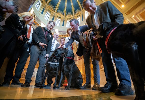 Tom Coleman of Pawsitivity Service Dogs held Daniel; Minority Leader Kurt Daudt, R-Crown, held his black lab Lucy; and Ron Schara held Raven at the St