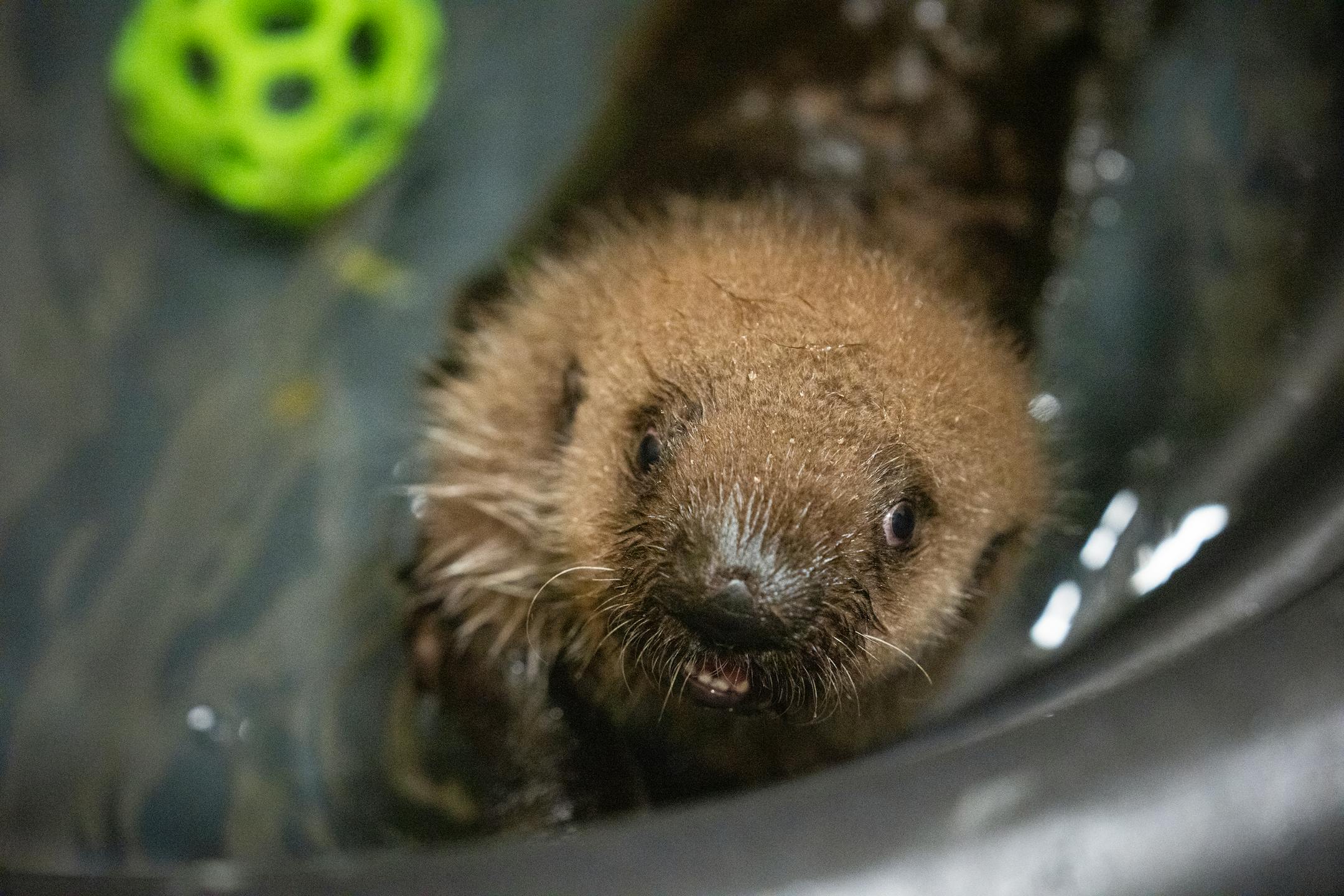 Seven week old otter pup Nuka attempts to climb up the walls of her pool at the Minnesota Zoo in Apple Valley, Minn., on Wednesday, Oct. 25, 2023.