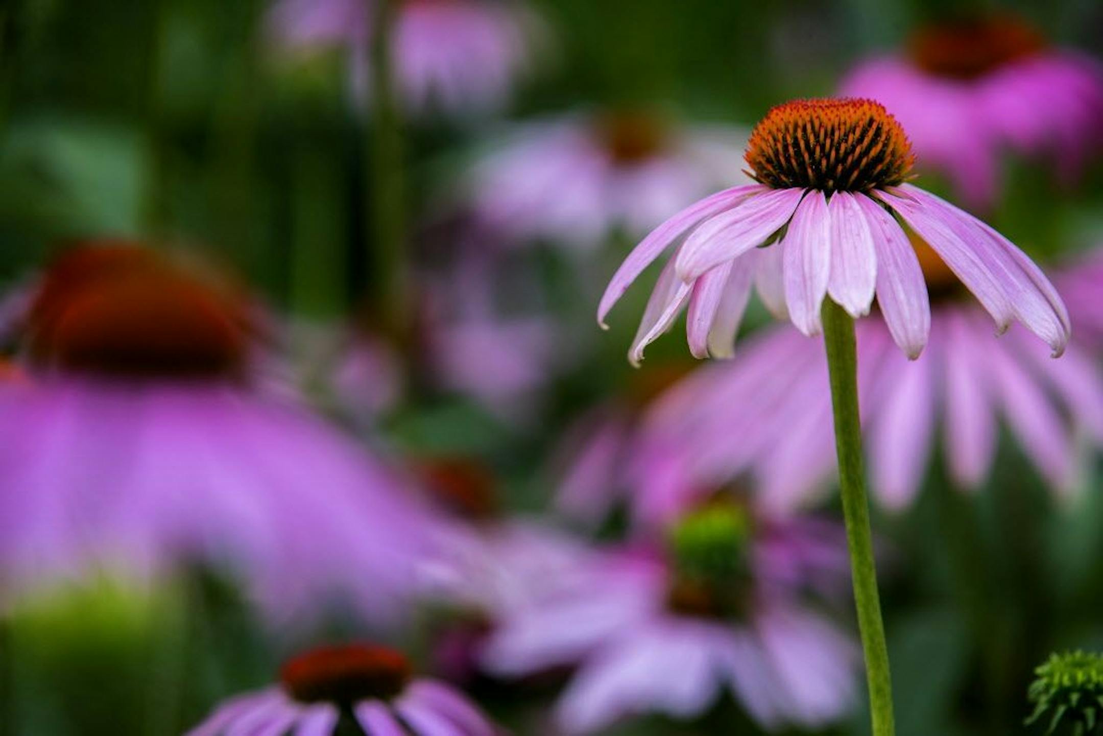 Purple coneflowers are a favorite plant to fill in large areas.