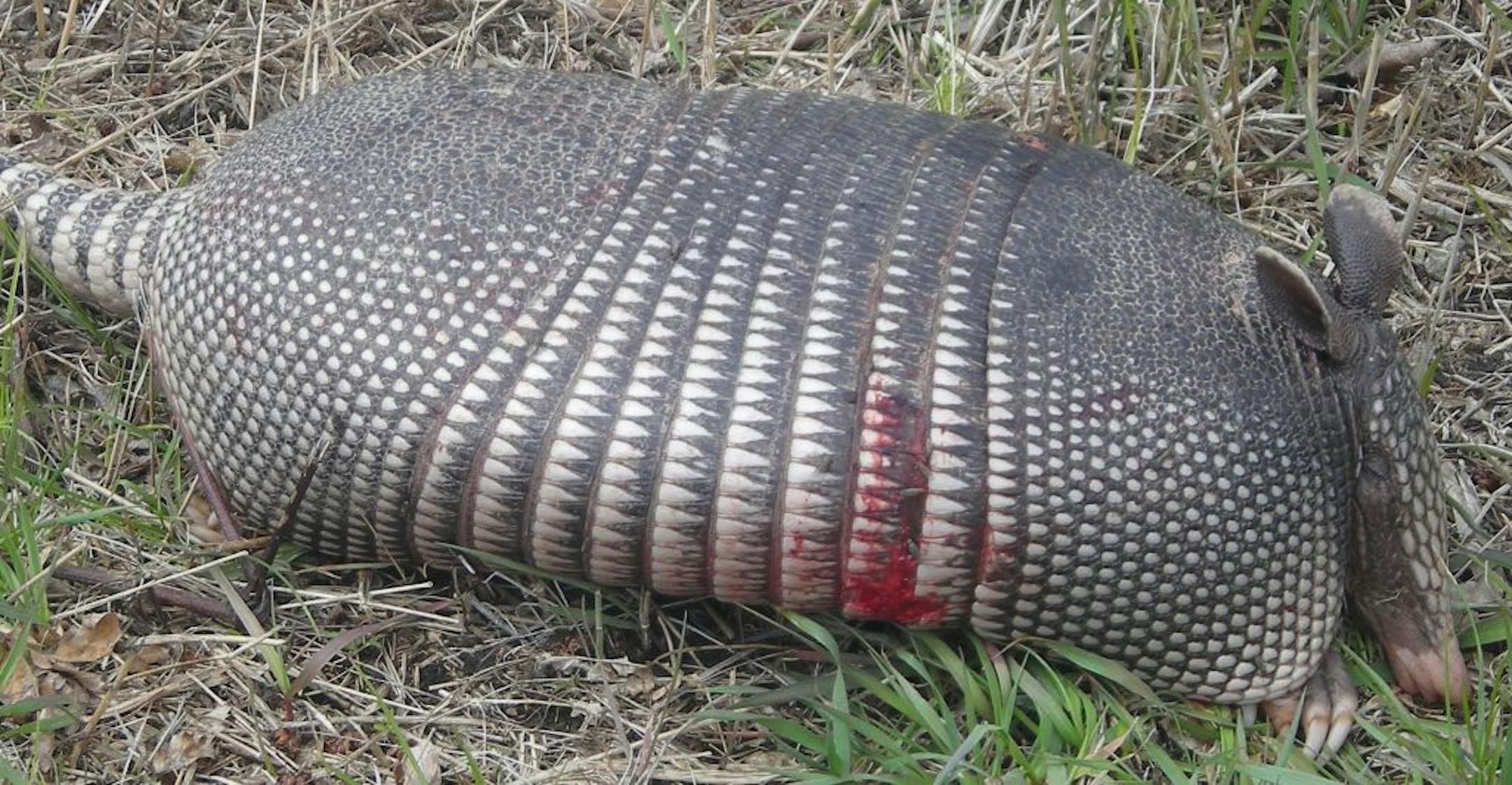 This armadillo, found near Montevideo, Minn., apparently was hit and killed by a vehicle. It's the second armadillo found in southwestern Minnesota in the past year. Officials think they are hitchhiking here on trucks from the southern U.S.
Photo courtesey Alicia Laturnus.