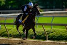 Tuscan Gold works out ahead of the 149th running of the Preakness Stakes at Pimlico Race Course.