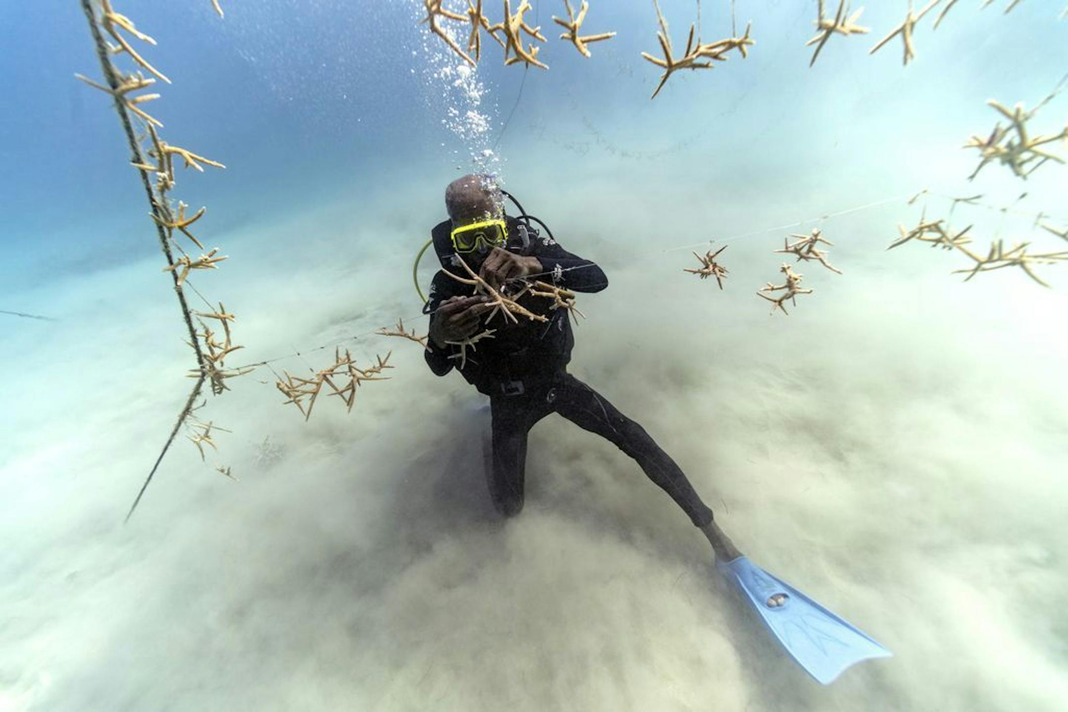 Diver Everton Simpson untangles lines of staghorn coral at a coral nursery inside the White River Fish Sanctuary on Monday, Feb. 11, 2019, in Ocho Rios, Jamaica. On the ocean floor, small coral fragments dangle from suspended ropes, like socks hung on a laundry line. Divers tend to this underwater nursery as gardeners mind a flower bed, slowly and painstakingly plucking off snails and fireworms that feast on immature coral.