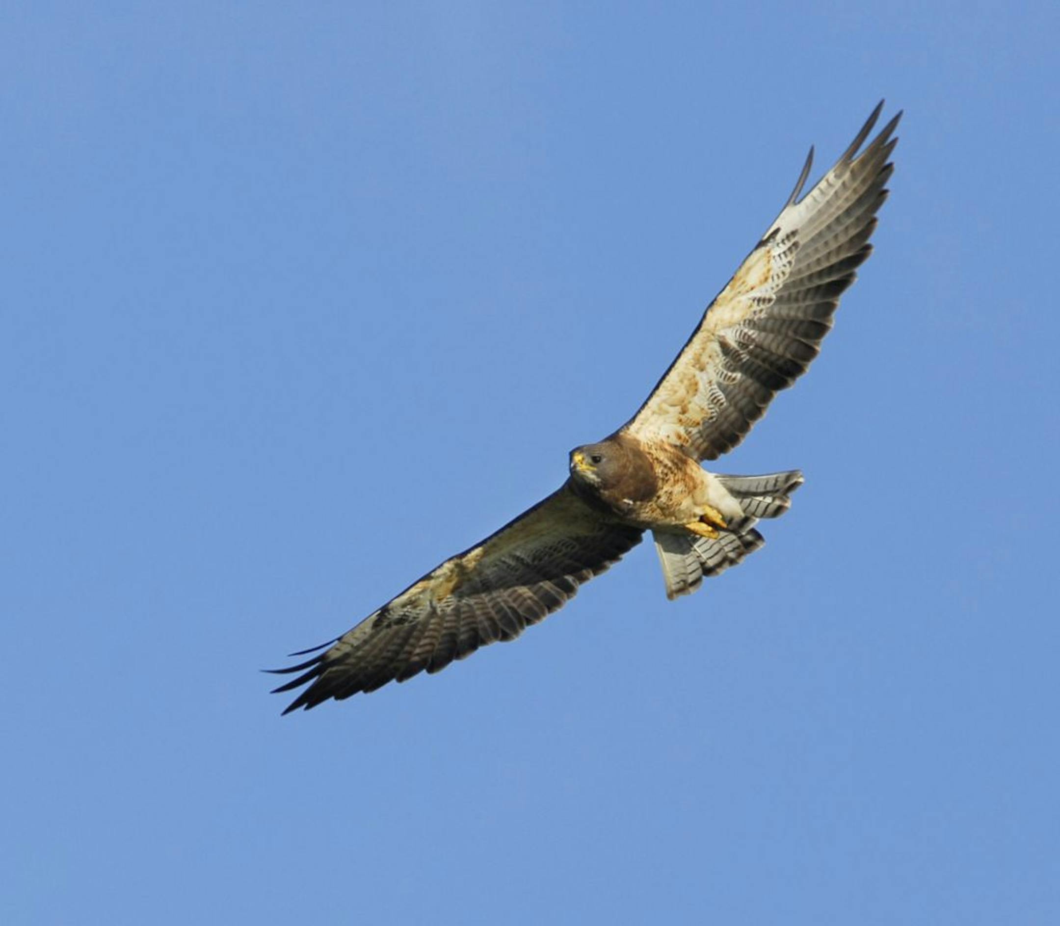 Swainson's hawk