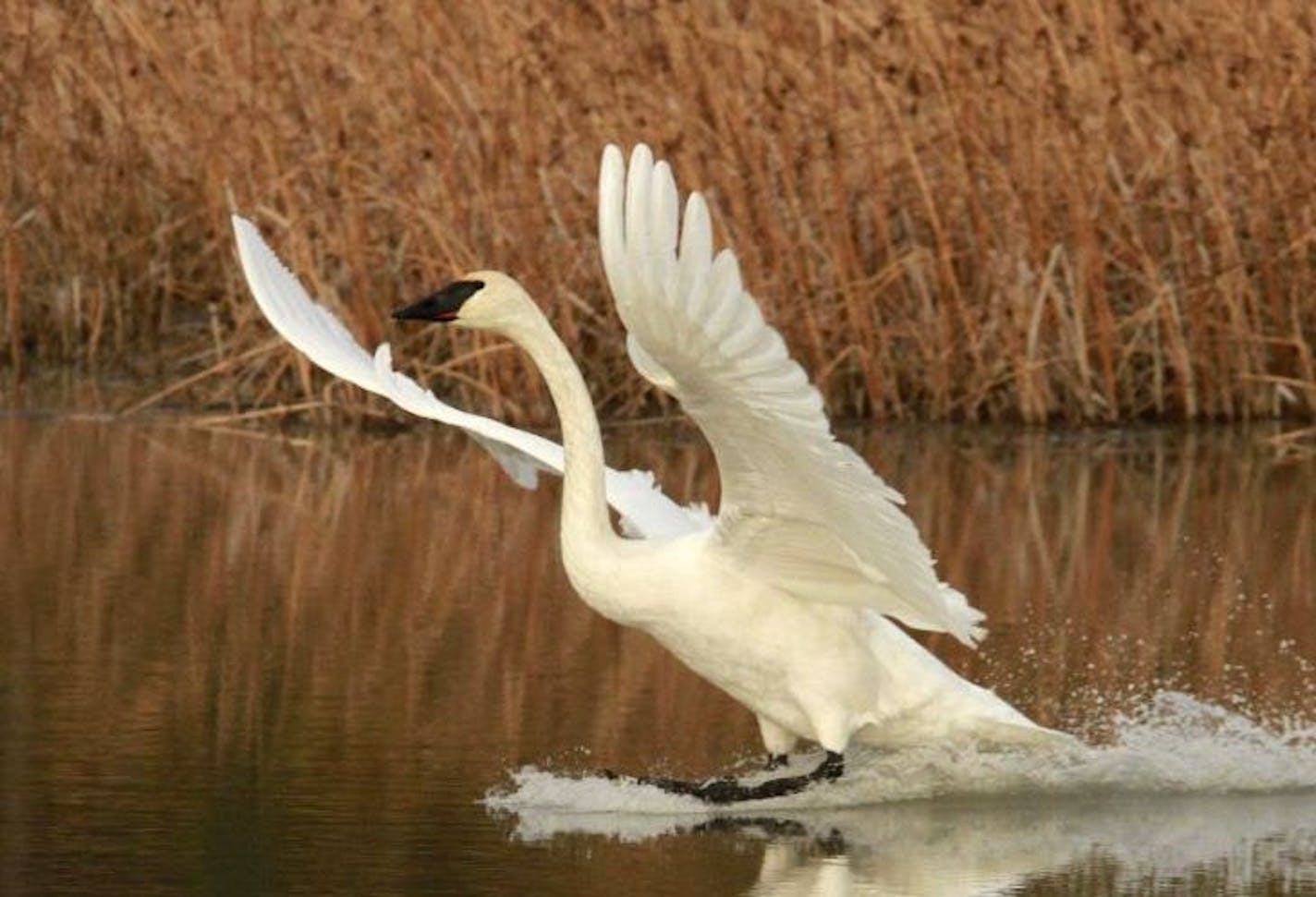 In this Oct. 7, 2011 photo, a trumpeter swan touches down in a pond at Potter Marsh in Anchorage, Alaska. Southcentral Alaska sees plenty of visitors, but few draw local paparazzi like the guests that fly south every October: trumpeter and tundra swans. (AP Photo/Dan Joling)