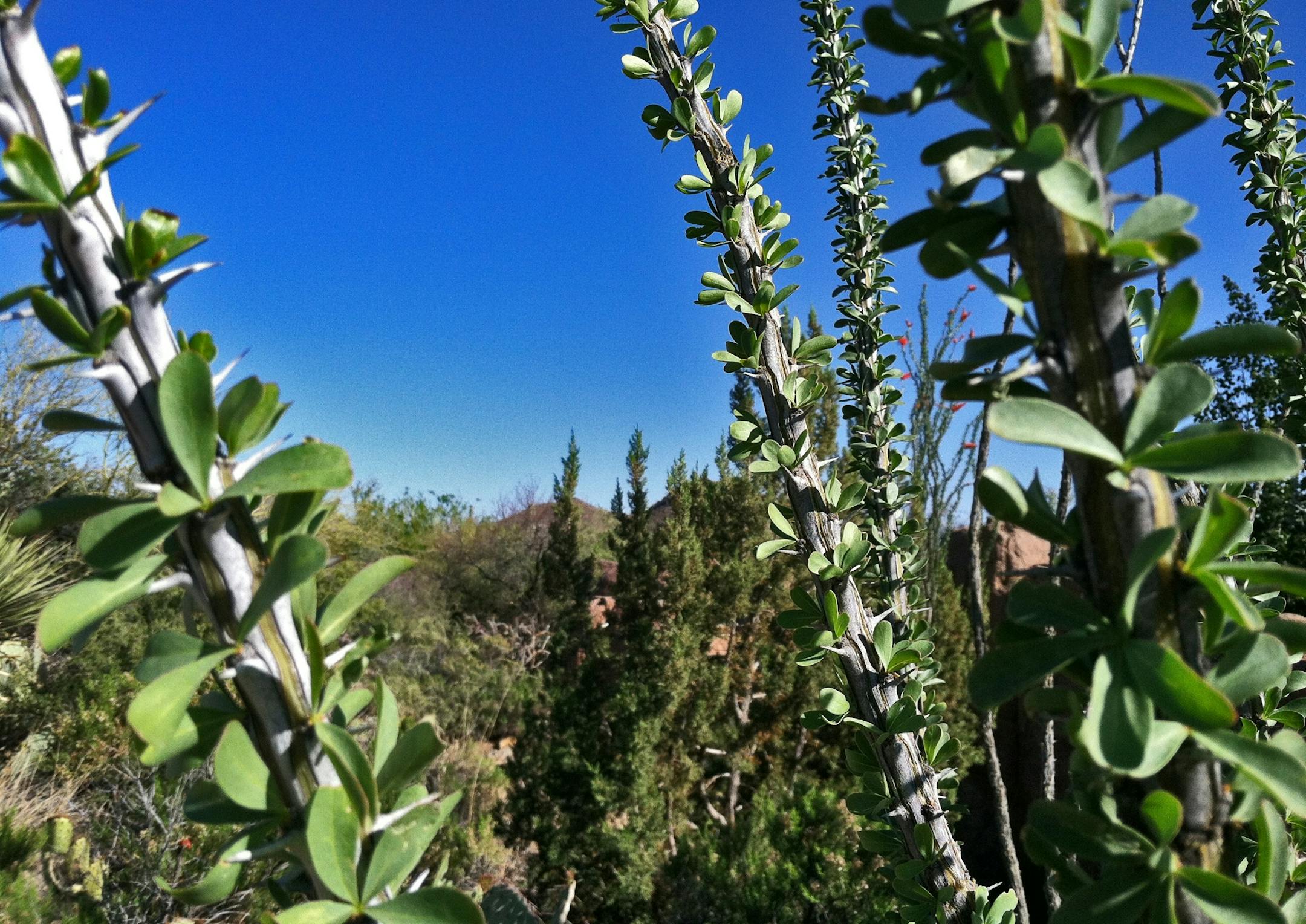 desert in bloom