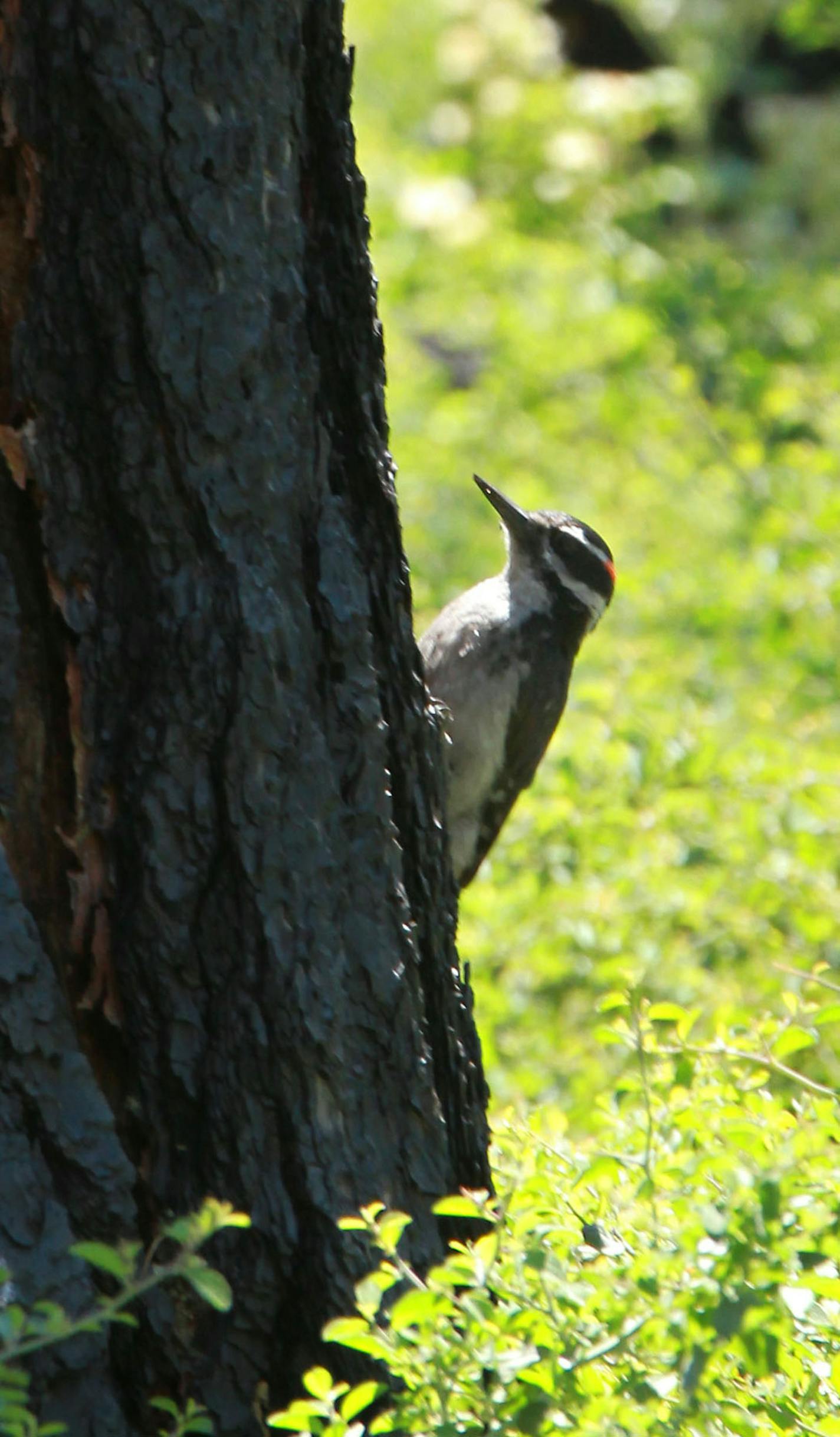 A male hairy woodpecker is seen in part of the burned remains of the Angora Fire near South Lake Tahoe, Calif.