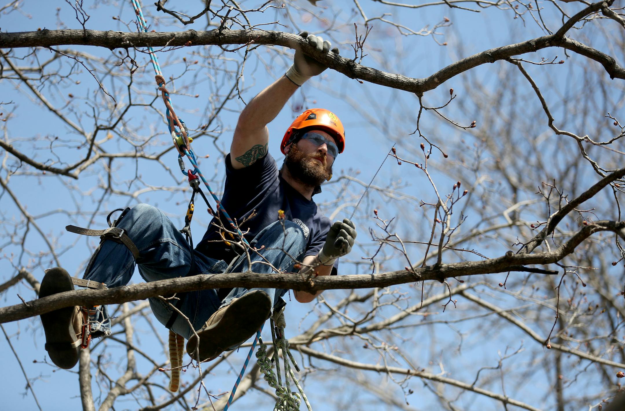 Nick Johnson l used a sharp blade to prune dead limbs. ] (KYNDELL HARKNESS/STAR TRIBUNE) kyndell.harkness@startribune.com Nick Johnson is a tree trimmer for Rainbow Treecare and was working at a house in Richfield Min., Friday, April 24, 2015.