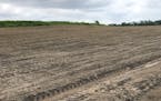 A corn field farmed by George Sill near Madelia, Minn., was leveled by a hailstorm on June 20, 2019.