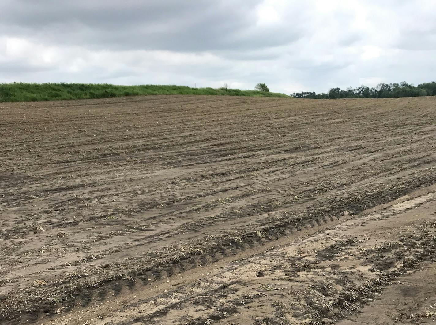 A corn field farmed by George Sill near Madelia, Minn., was leveled by a hailstorm on June 20, 2019.