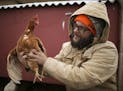 Rob Czernik held up Scarlet Johensson, a 3-year-old Red Star chicken in his backyard flock. He runs a feed business as well as a consulting service fo