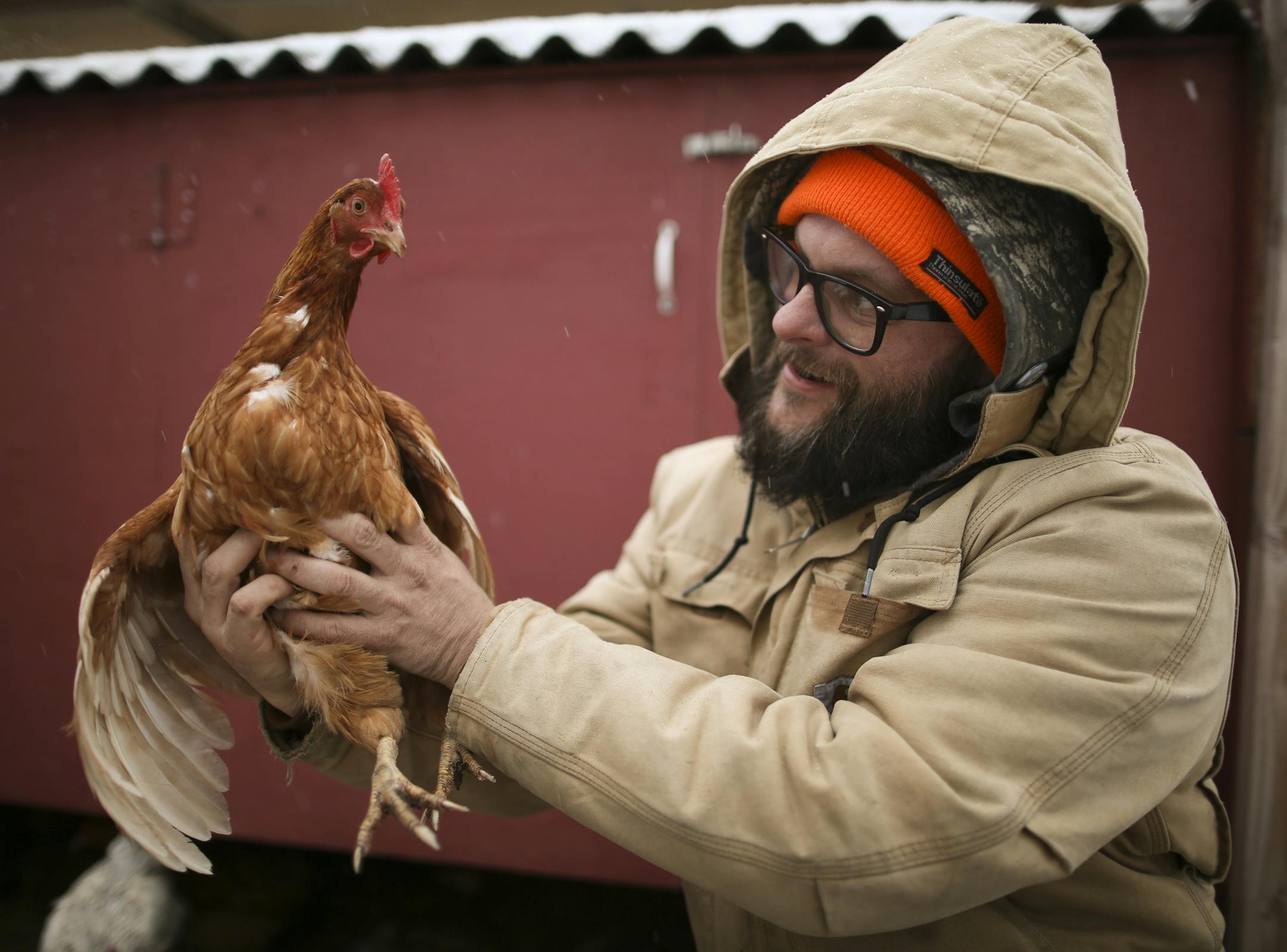 Rob Czernik held up Scarlet Johensson, a 3-year-old Red Star chicken in his backyard flock. He runs a feed business as well as a consulting service for city folk who want to keep chickens.