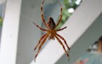 You might not like spiders, but they're an effective insect deterrent. (Bradley West) ORG XMIT: 1203316