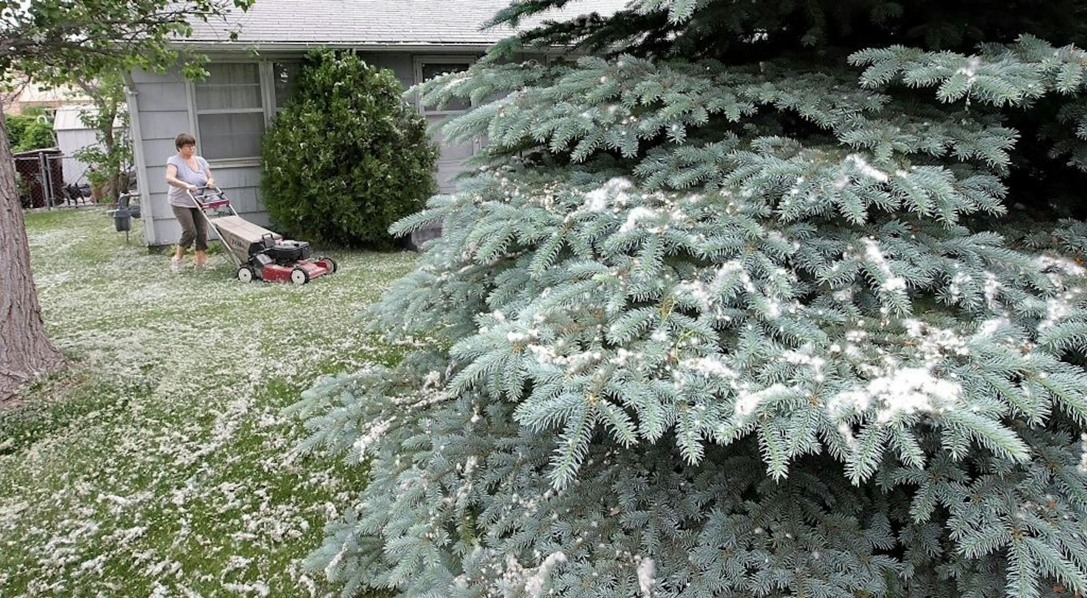 At first glance it seems Susan Billings should have a snow blower and wearing a parka instead of a T-shirt and pushing a lawn mower Monday May 13, 2013 in the front yard of her Kennewick home on South Sharon Street. Three large cottonwood trees in her yard have carpeted her grass with seeds. �One of my neighbors said it's like having Christmas in May,� said Billings.