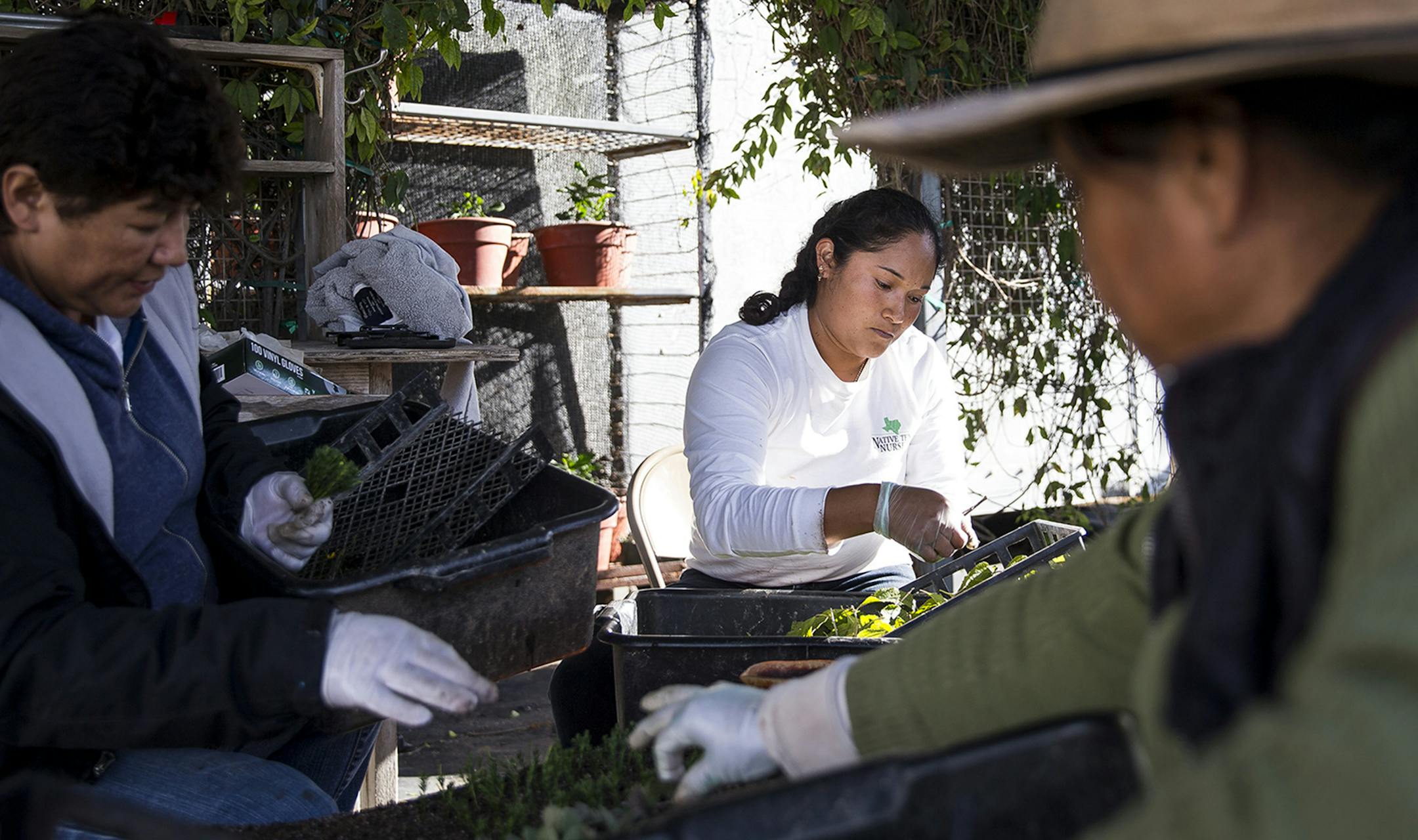 Juana Campos Barrientos pots plants on Wednesday, Jan. 10, 2018 at Native Texas Nursery in Travis County, Texas. The nursery employs up to 25 seasonal migrant workers who, by means of temporary work visas, come to Texas to work for 10 months out of the year. (Nick Wagner/Austin American-Statesman/TNS)