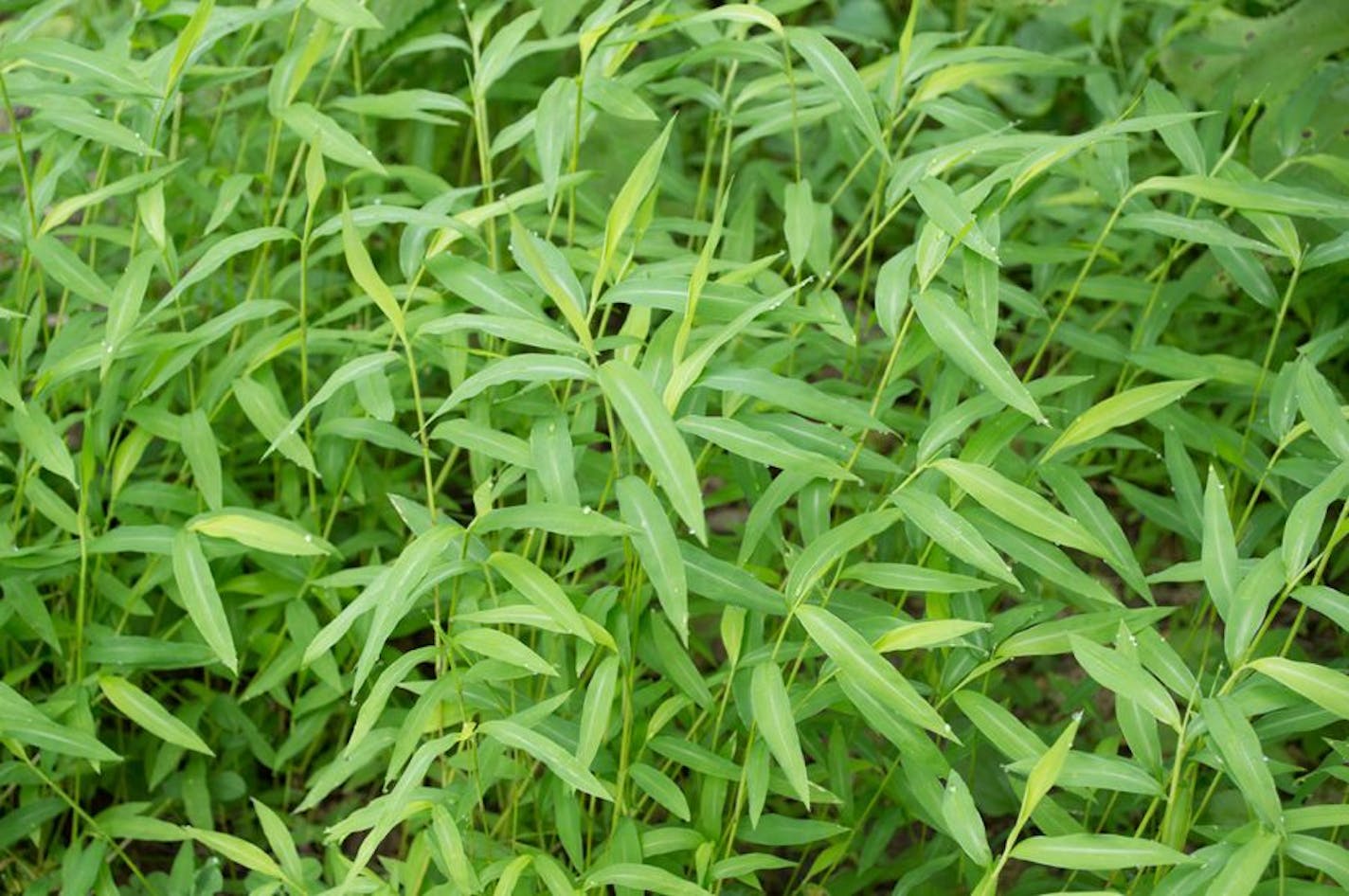 Japanese stiltgrass, an aggressive invasive weed, grows to be about calf-high and is identifiable by the white stripe that runs down the center of its leaves.