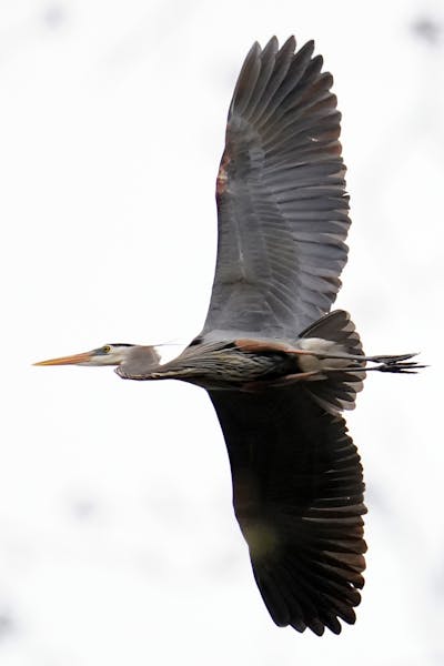 A Great Blue Heron took flight from their colony of nests hidden in the forest.