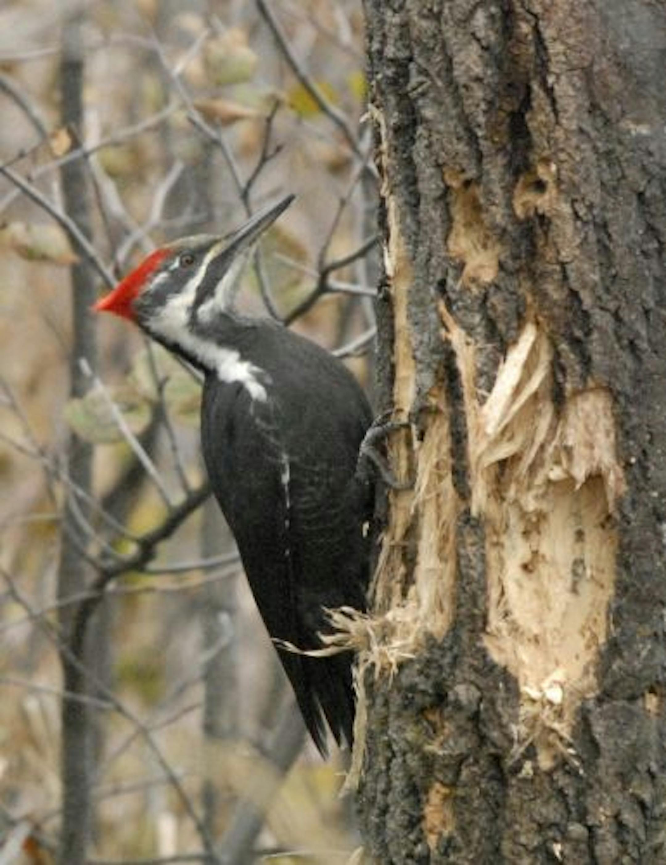 Pileated woodpecker