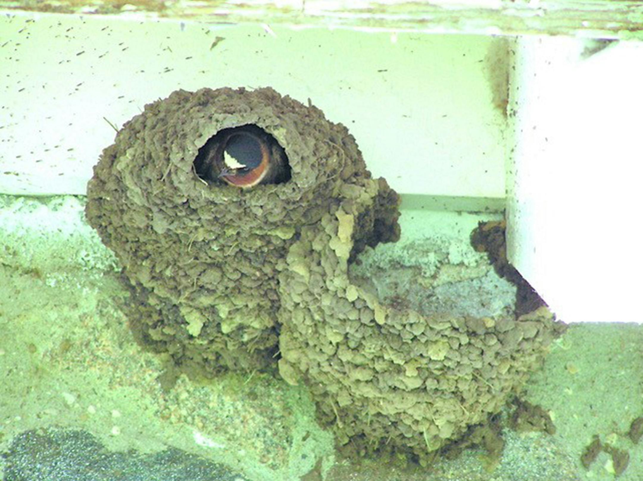 A cliff swallow at its mud nest.