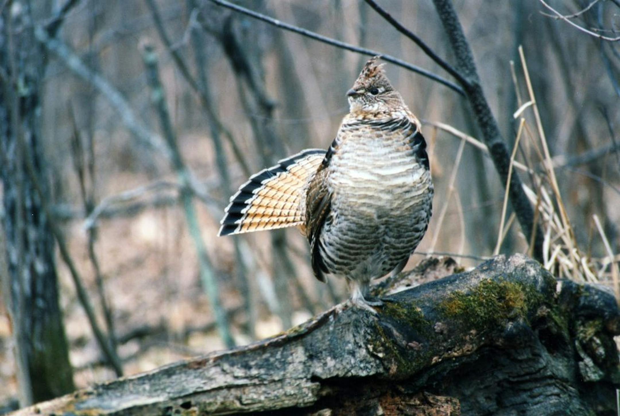 Ruffed grouse