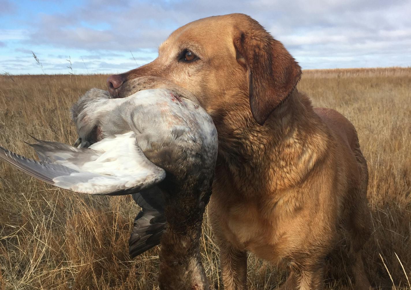 Even retrieving dogs are happy when ducks are falling to hunter's guns. Anecdotally, it seems that happened relatively more often in the just-past Minnesota duck season than in previous years.