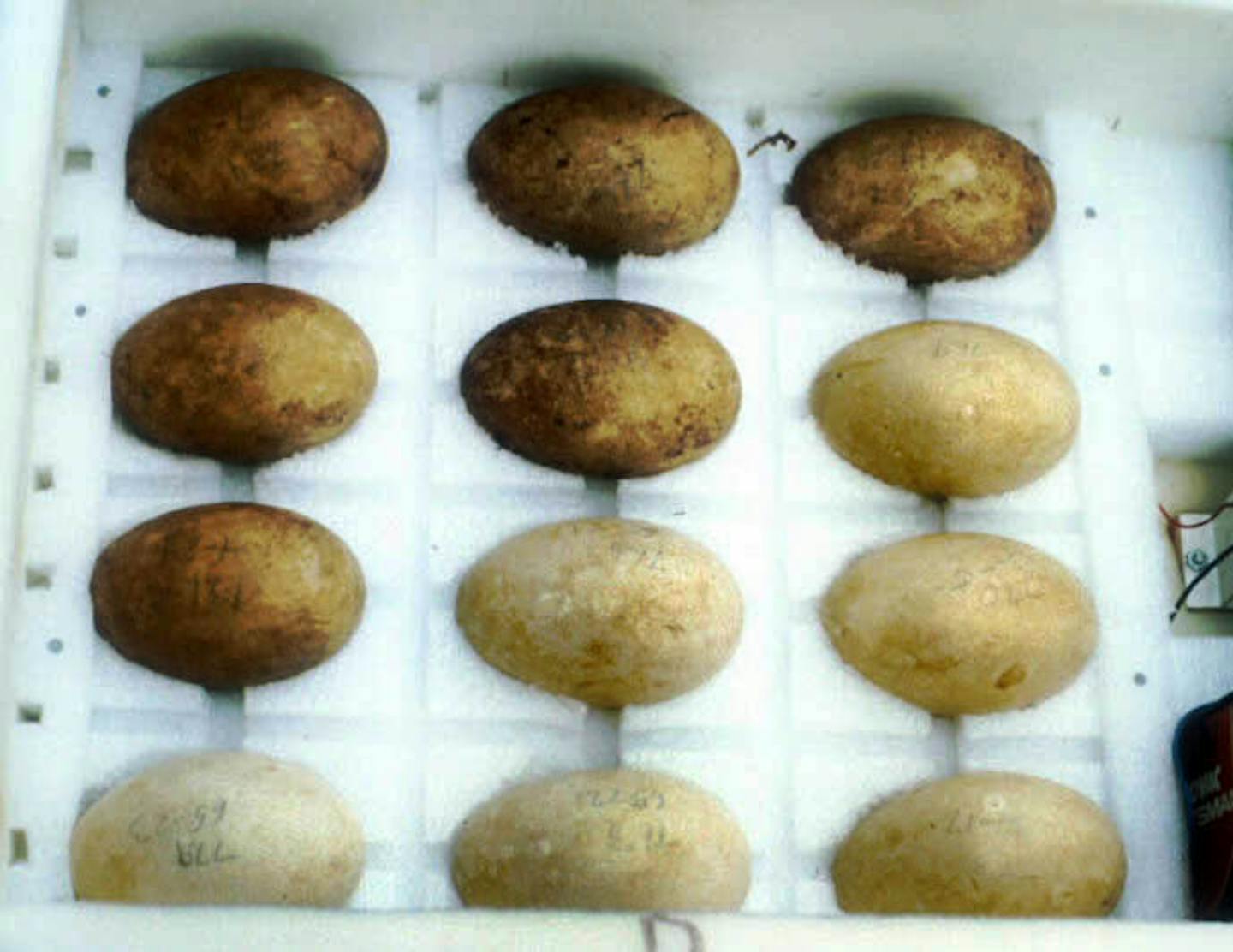 Trumpeter swan eggs were transported from Alaska to Minnesota in specially made suitcases lined with styrofoam. Some of the eggs are stained reddish-brownish brown from iron in the water of the marshes where the eggs were collected.