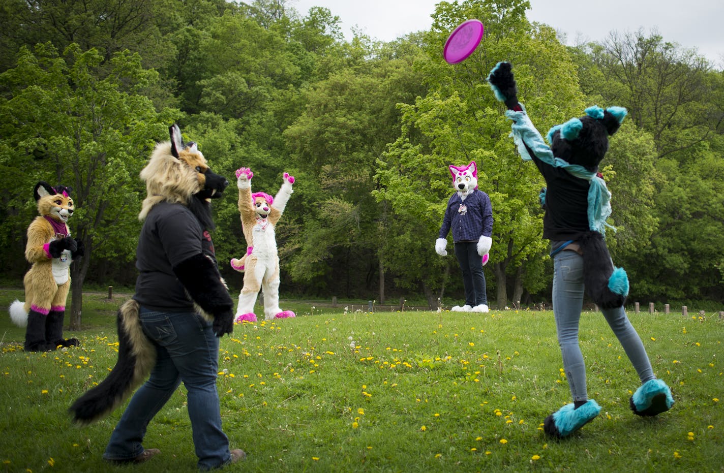 Furries played frisbee during the MNFurs annual spring picnic in mid-May.