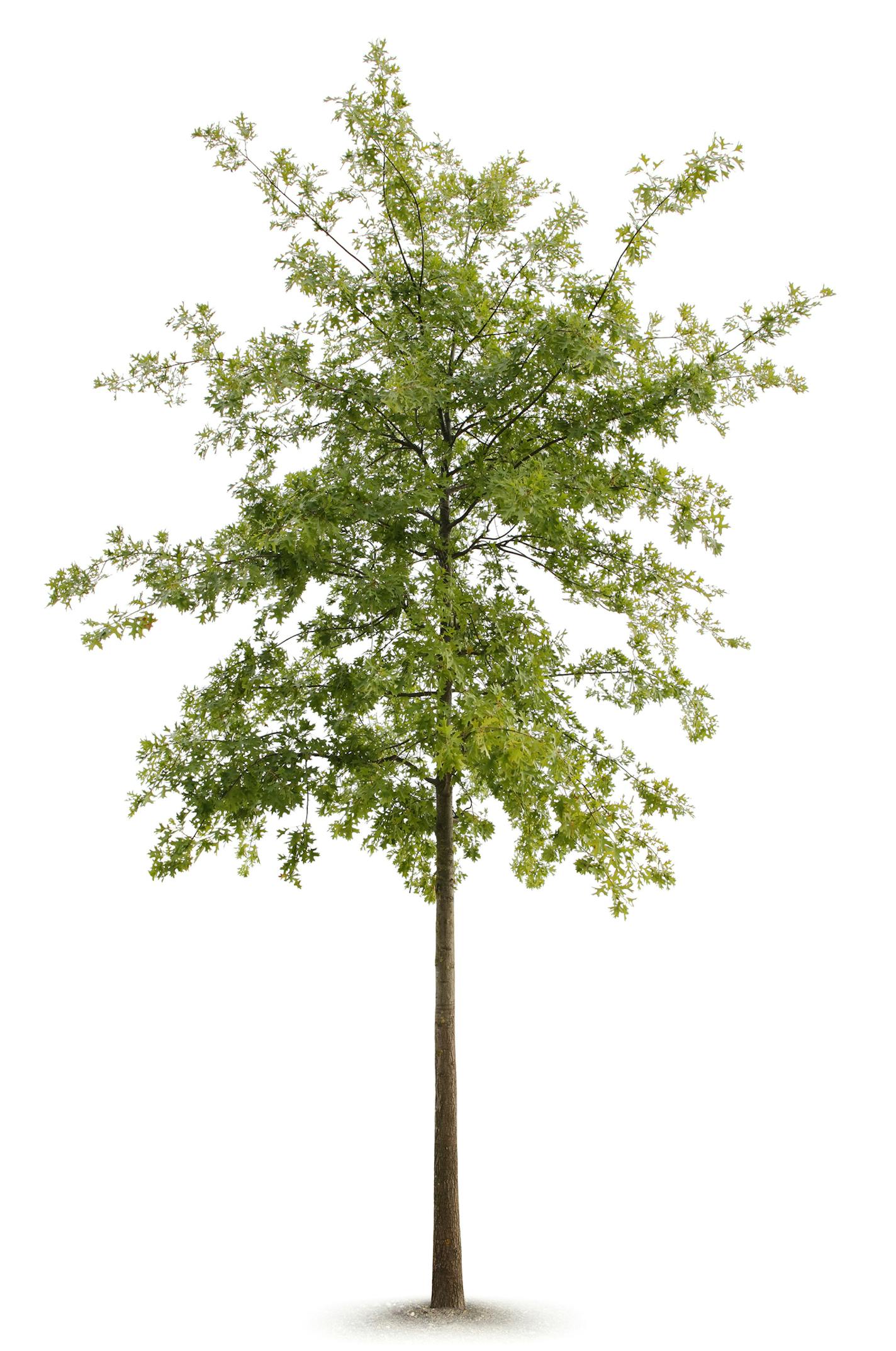 An oak tree.