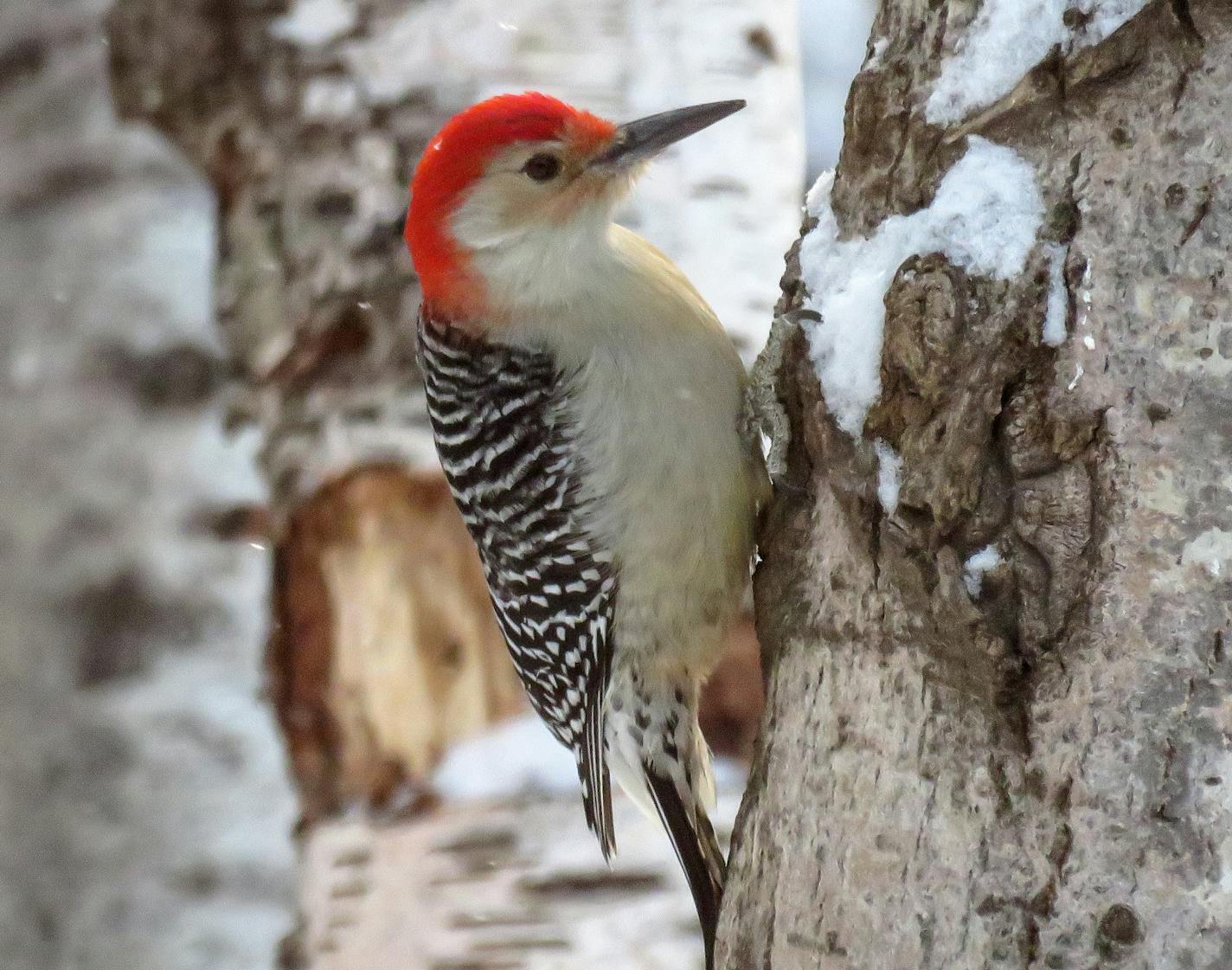 Courtesy of Rich Hoeg Red-bellied woodpecker