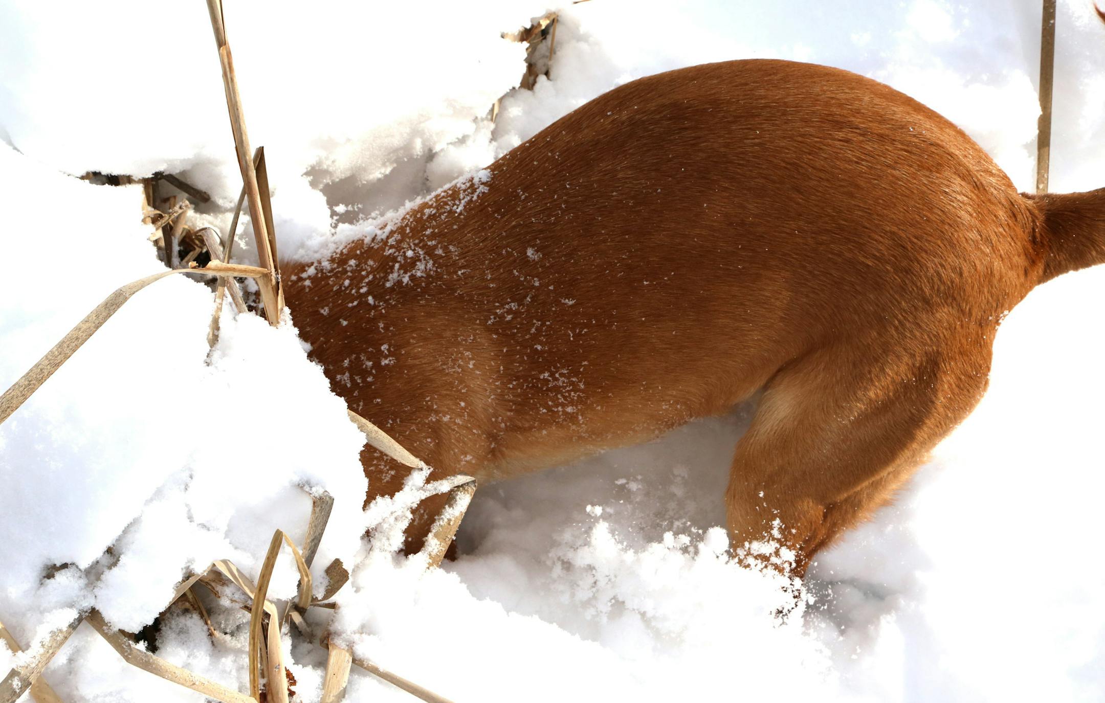 In pursuit of a bird burrowed deep in a snow- and ice-covered marsh, Allie, a yellow Labrador, dug in, following her nose.