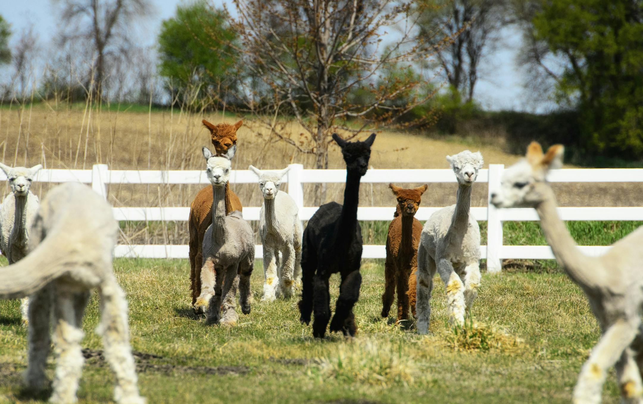 Ruth Kincake's alpacas grazed and frolicked in the pasture. They were shorn four days earlier. ] GLEN STUBBE * gstubbe@startribune.com Thursday, April 30, 2015 Ruth Kinkade says she's retired. But she also says that she has the ideal job. She bought a farm, where the 69-year-old is raising alpacas. She spins the fleece into a variety of products, including blankets and hats, that she sells online.