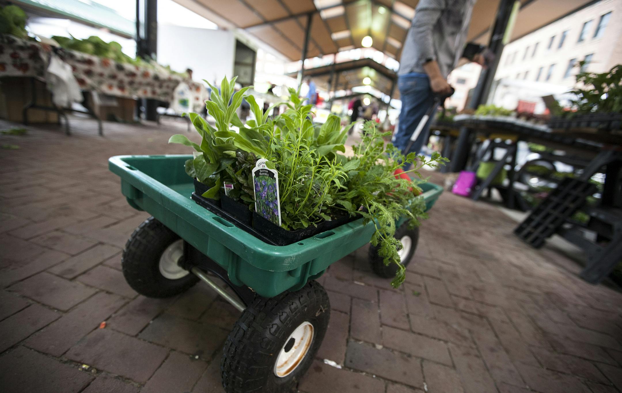 Joan Strickler of Edina wheels her wagon full of early season vegetables and garden perennials through the Saint Paul Farmers Market June 7, 2014. (Courtney Perry/Special to the Star Tribune)