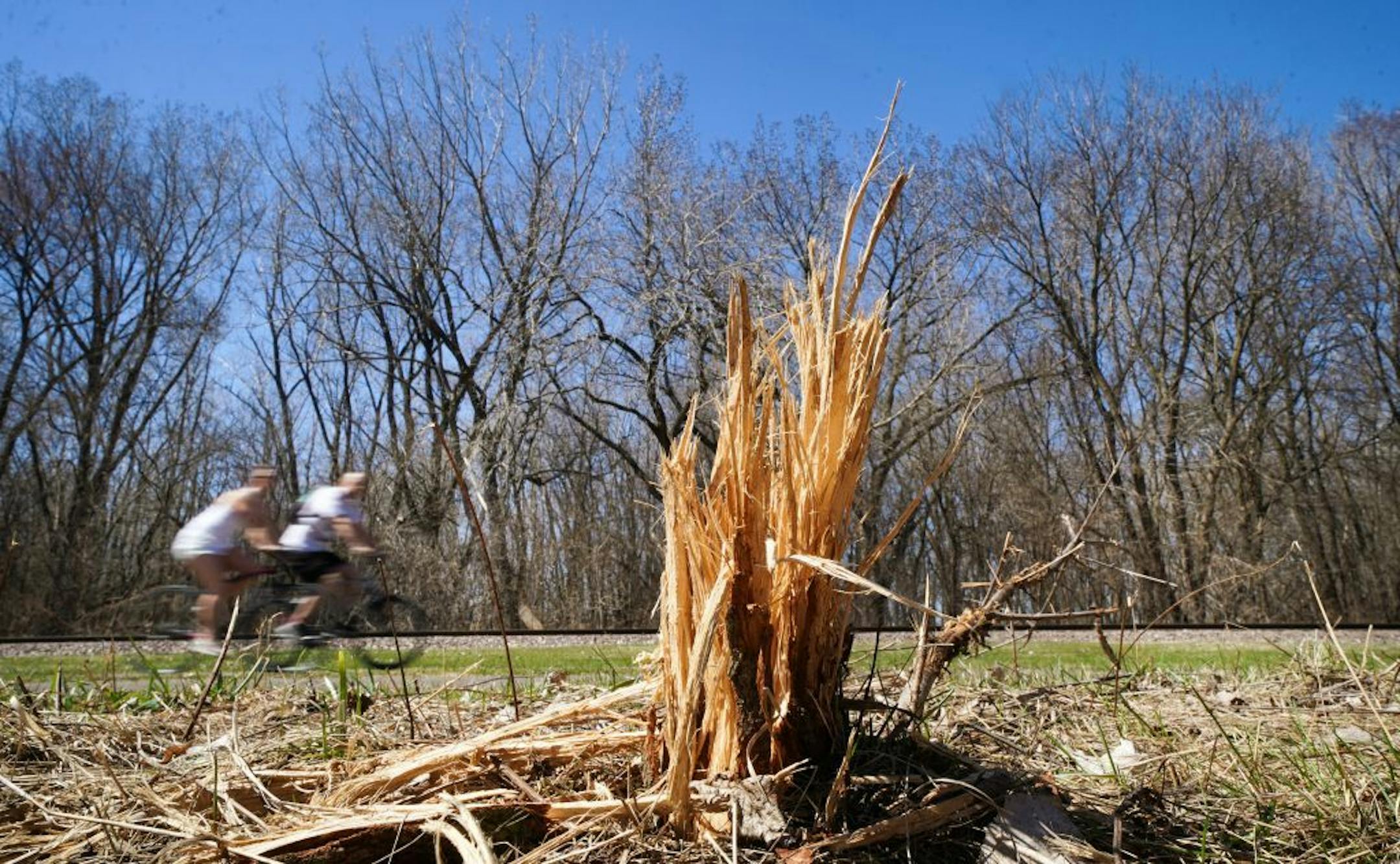 A patch of prairie near the Kenilworth Trail in Minneapolis was mowed in April, raising concerns from some neighbors and elected officials that the habitat of the endangered rusty-patched bumblebee was destroyed. The area was cleared to make way for the $2 billion Southwest light-rail line.