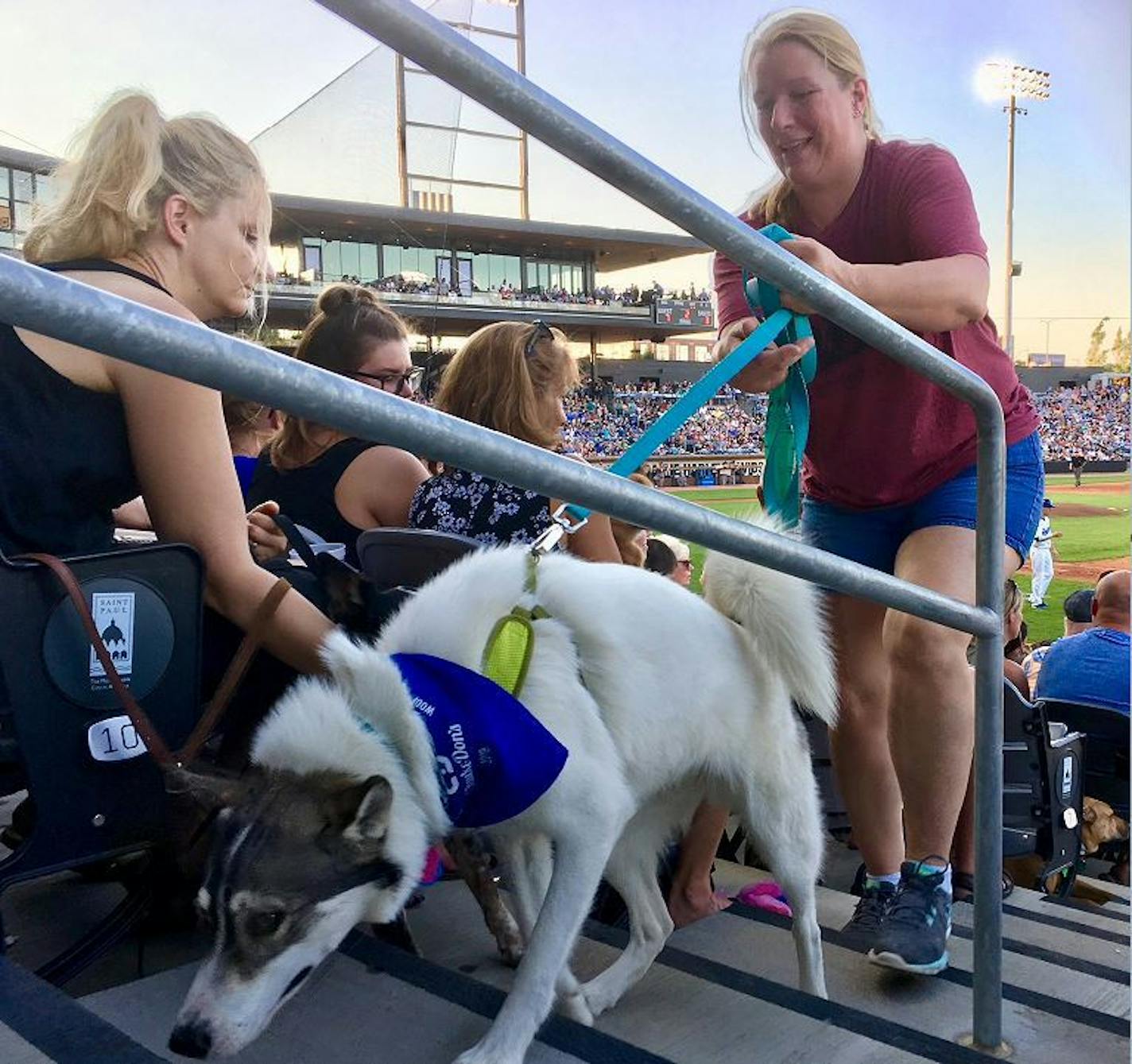 St. Paul Saints fans by the hundreds brought their dogs to Saturday's game at CHS Field.