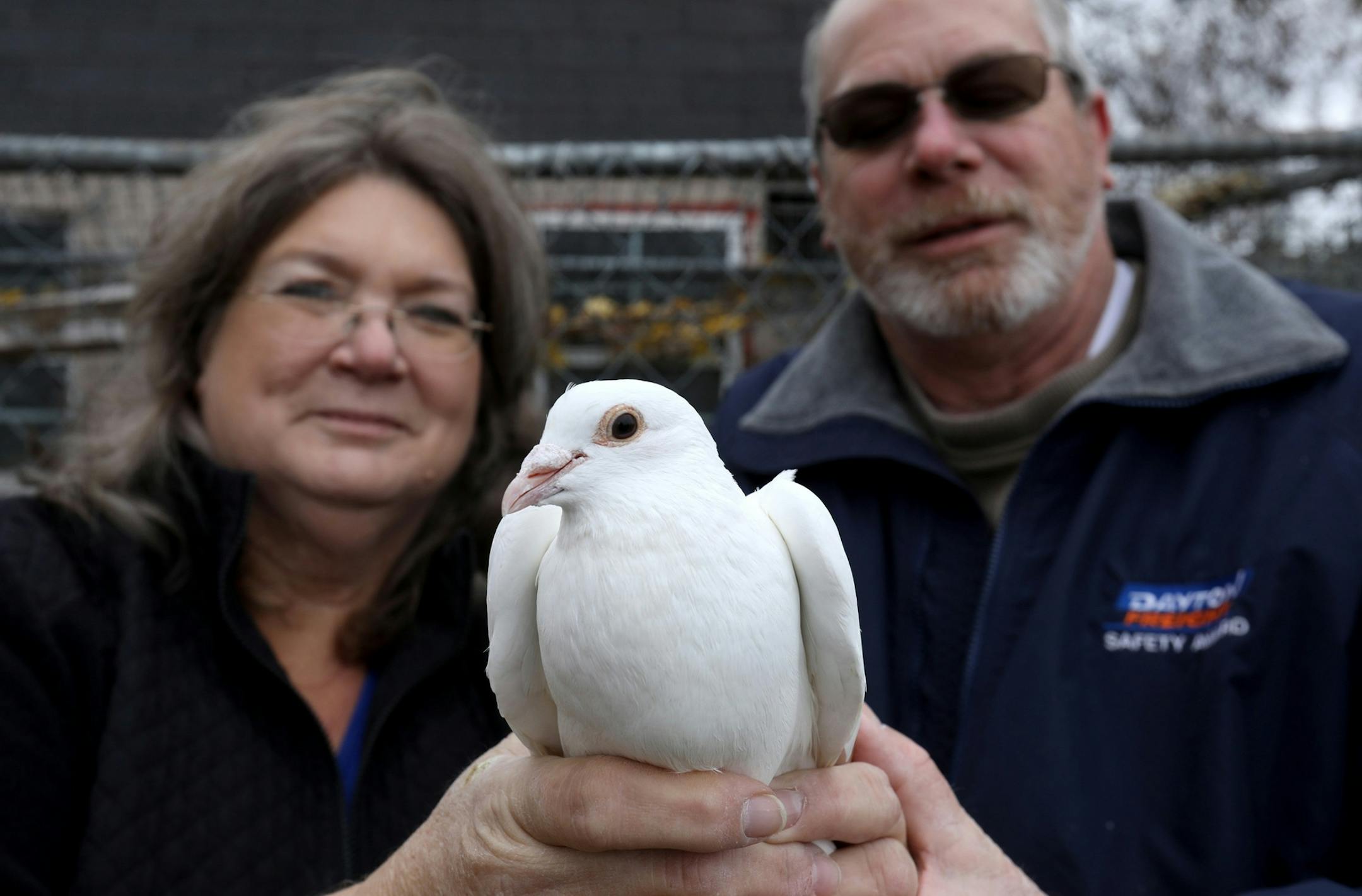 Phyllis and Jeff Stevens, owners of Dreamers White Dove Release in Carrollton, Michigan with an 8 week old dove on Thursday, November 8, 2018. The Stevens use their doves, which are a hybrid of homing pigeon and dove for funerals, weddings and other events. ORG XMIT: 1245522