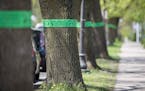 Bands were put around ash trees along Grand Avenue east of Fairview Avenue for a few blocks in St. Paul, Minn., on May 8, 2017. Minneapolis and St. Pa