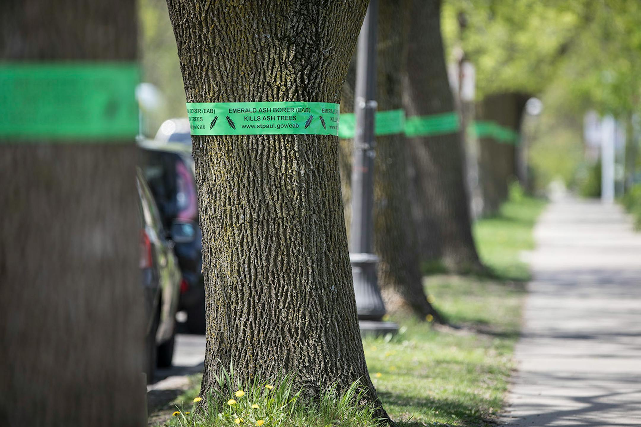 Bands were put around ash trees along Grand Avenue east of Fairview Avenue for a few blocks in St. Paul, Minn., on May 8, 2017. Minneapolis and St. Paul will be cutting down thousands of trees because of emerald ash borer infestation.