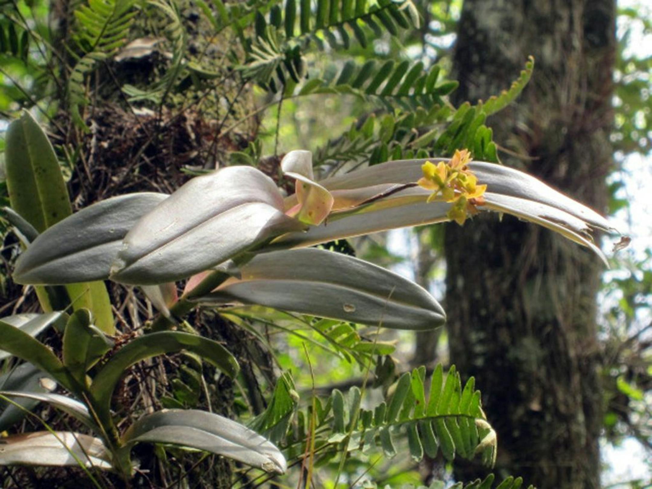 Epidendrum amphistomum, also called the dingy flowered star orchid, grows in South Florida's Fakahatchee Strand Preserve. But the state park is more well known for the ghost orchid, whose location is secret.