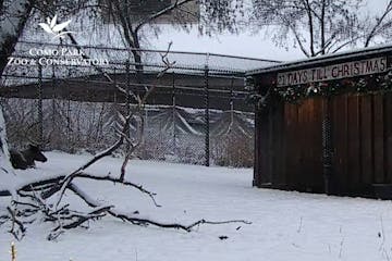 Reindeer viewed on a webcam at Como Zoo.