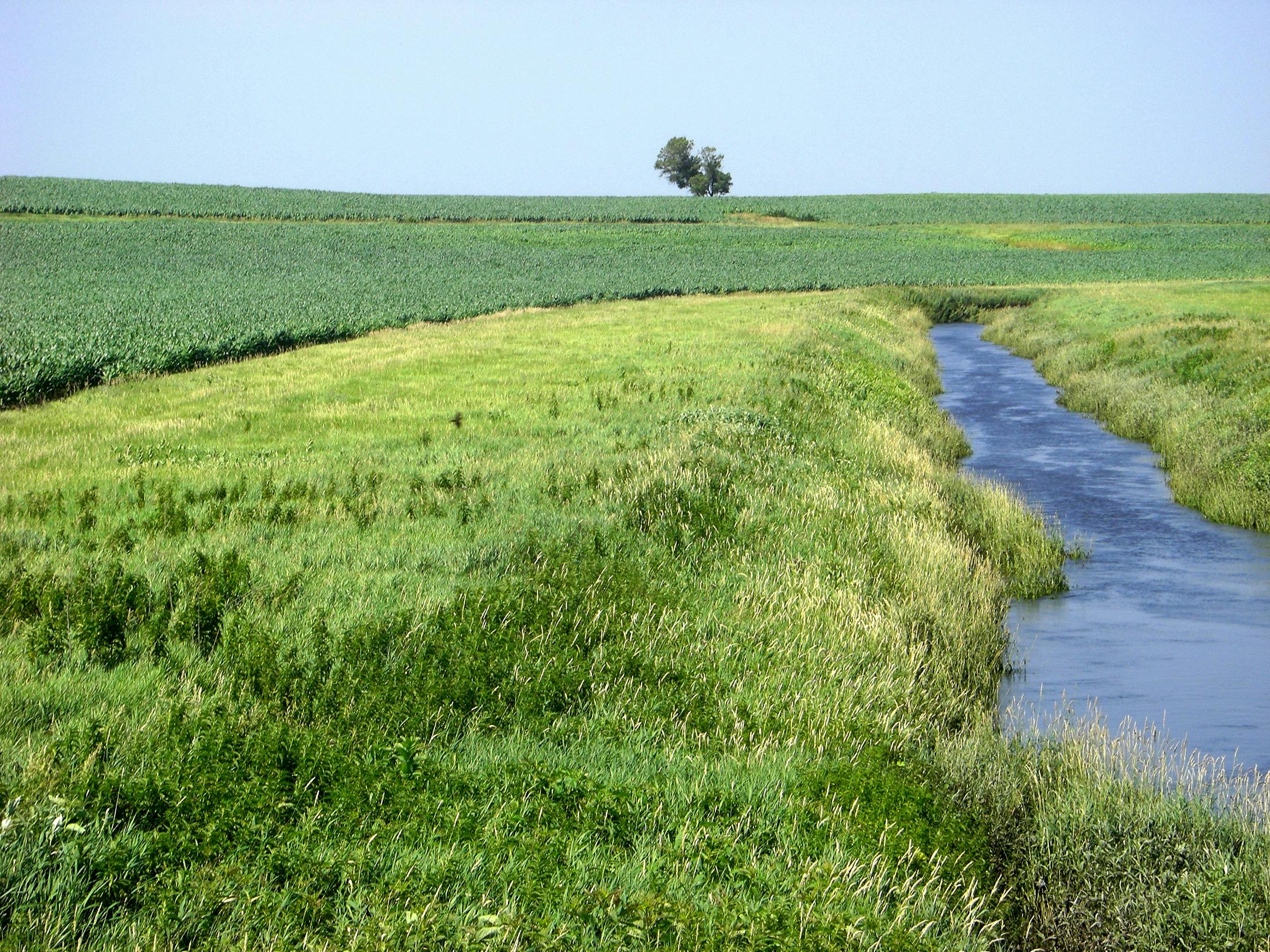 A new $800 million, five-year program would add enough strip vegetation to increase state ringnecks by 100,000. Federal and state officials hope to agree on it so the first land deals can be made by spring.
