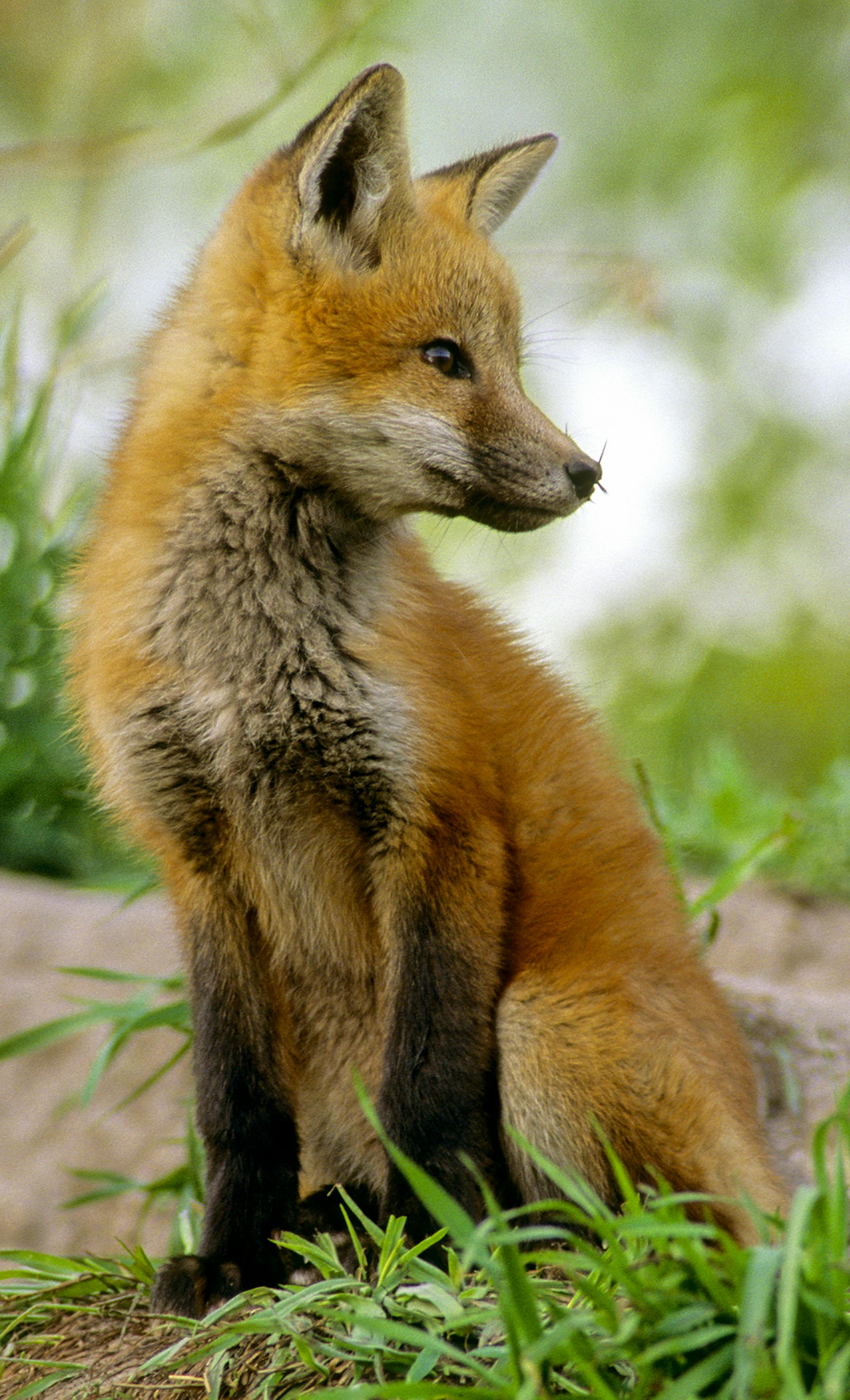 A red fox pup sits outside the entrance to the family den. Note the porcupine quiill is its nose.