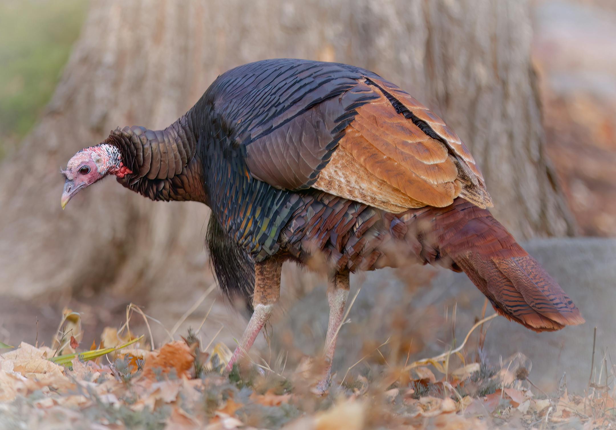 A turkey in front of a tree with its head bent looking for food.