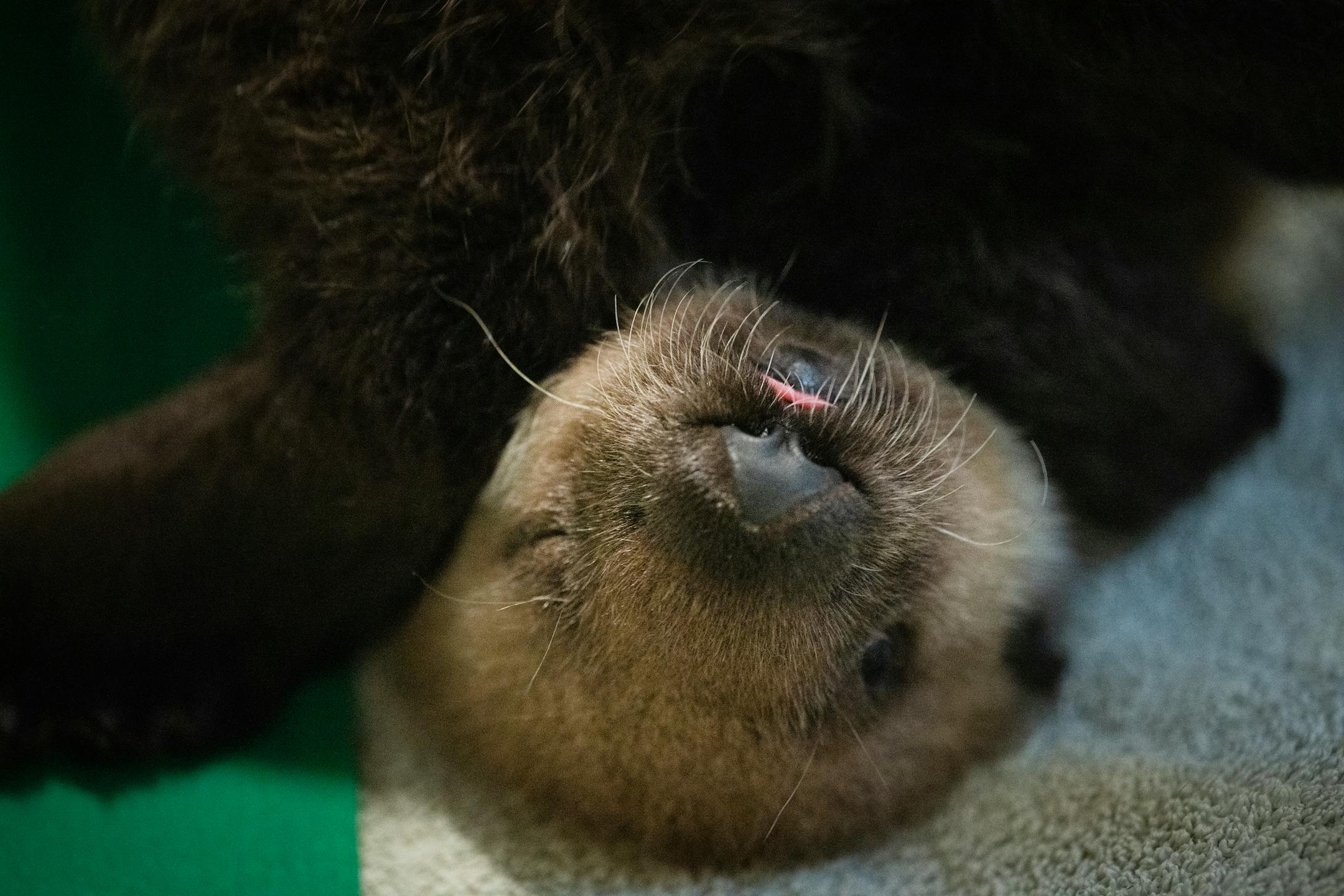 Known as a blep, Nuka the otter pup's tongue sticks out while grooming her fur at the Minnesota Zoo in Apple Valley, Minn., on Wednesday, Oct. 25, 2023.
